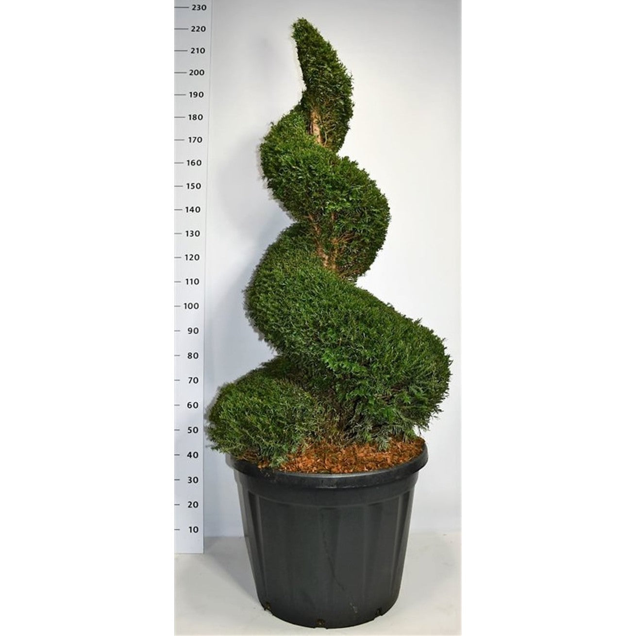 Idegran – Taxus baccata - C130 140-160 cm. Spiraal extra